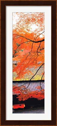 Framed Autumn Colors, Sagano Kyoto Japan Print