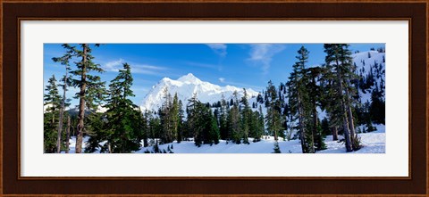 Framed Trees on a snow covered mountain, Mt Shuksan, Mt Baker-Snoqualmie National Forest, Washington State, USA Print