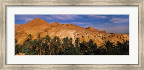 Framed Palm trees in front of mountains, Chebika, Tunisia Print
