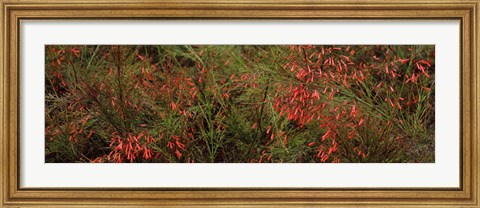 Framed Flowers on coral plants (Russelia equisetiformis), Longboat Key, Manatee County, Florida Print