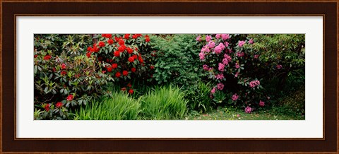 Framed Rhododendrons plants in a garden, Shore Acres State Park, Coos Bay, Oregon Print