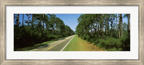 Framed Trees both sides of a road, Route 98, Apalachicola, Panhandle, Florida, USA Print