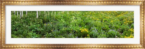 Framed AspenTrees and Wildflowers, Colorado Print