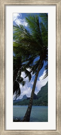 Framed Palm tree on Cook&#39;s Bay with Mt Mouaroa in the Background, Moorea, Society Islands, French Polynesia Print