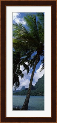 Framed Palm tree on Cook&#39;s Bay with Mt Mouaroa in the Background, Moorea, Society Islands, French Polynesia Print