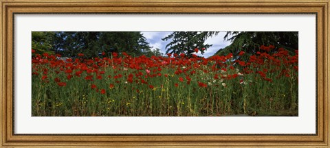 Framed Flanders field poppies (Papaver rhoeas) in a field, Anacortes, Fidalgo Island, Skagit County, Washington State Print