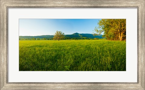 Framed Lone oak tree in a field, Cades Cove, Great Smoky Mountains National Park, Tennessee, USA Print