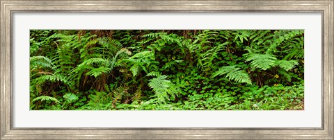 Framed Ferns in front of Redwood trees, Redwood National Park, California, USA Print