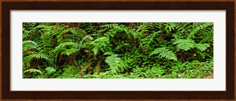 Framed Ferns in front of Redwood trees, Redwood National Park, California, USA Print