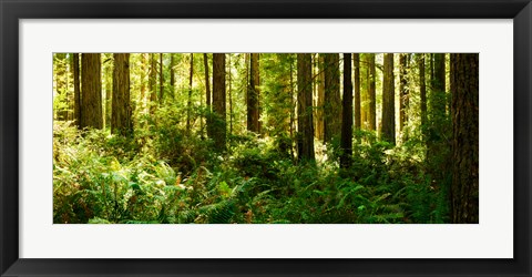Framed Ferns and Redwood trees in a forest, Redwood National Park, California, USA Print