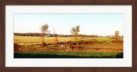 Framed Amish farmer plowing a field, USA Print