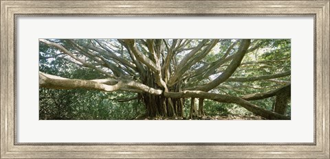 Framed Banyan Tree, Maui, Hawaii Print