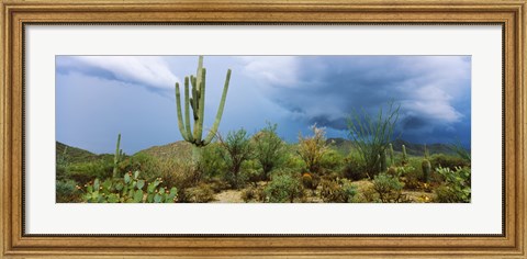 Framed Cacti growing at Saguaro National Park, Tucson, Arizona Print