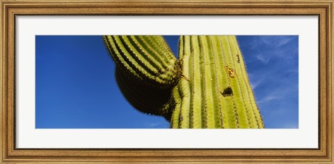 Framed Low angle view of Saguaro cactus (Carnegiea gigantea), Saguaro National Park, Arizona, USA Print