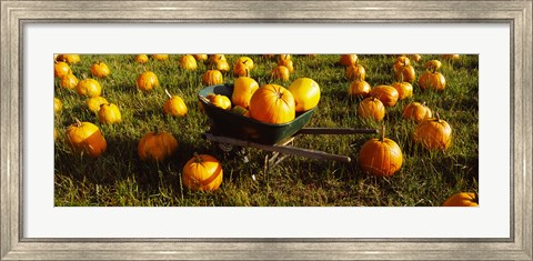 Framed Wheelbarrow in Pumpkin Patch, Half Moon Bay, California, USA Print