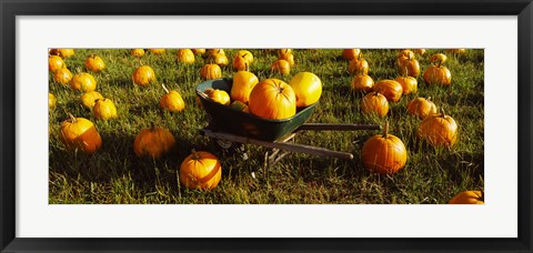 Framed Wheelbarrow in Pumpkin Patch, Half Moon Bay, California, USA Print