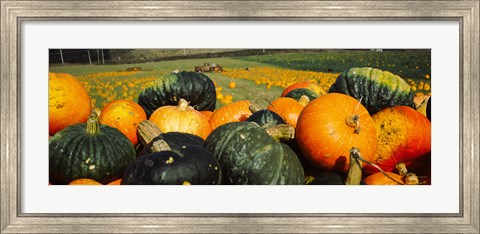 Framed Pumpkin Field, Half Moon Bay, California Print