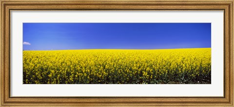 Framed Canola field in bloom, Idaho Print