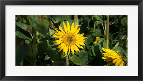 Framed Bee on sunflower, Baden-Wurttemberg, Germany Print