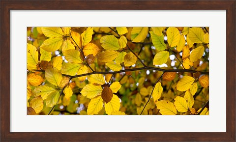 Framed Detail of autumn leaves, Baden-Wurttemberg, Germany Print