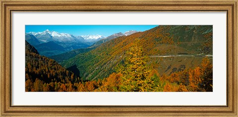 Framed Trees with road in autumn at Simplon Pass, Valais Canton, Switzerland Print