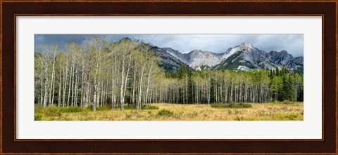 Framed Aspen trees with mountains in the background, Bow Valley Parkway, Banff National Park, Alberta, Canada Print