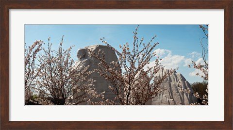 Framed Cherry trees in front of a memorial, Martin Luther King Jr. National Memorial, Washington DC, USA Print