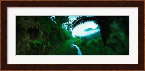 Framed Trail through a rainforest, Cayo District, Belize Print