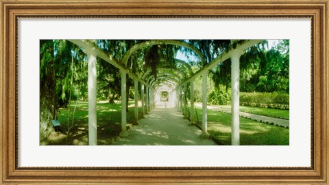 Framed Pathway in a botanical garden, Jardim Botanico, Zona Sul, Rio de Janeiro, Brazil Print