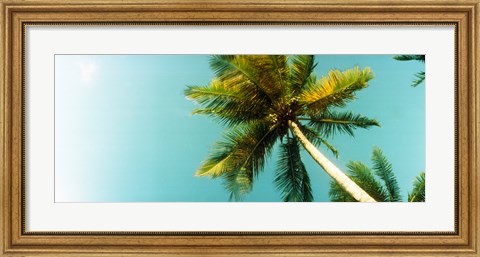 Framed Low angle view of palm tree, Morro De Sao Paulo, Tinhare, Cairu, Bahia, Brazil Print