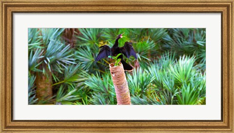 Framed Anhinga (Anhinga anhinga) on a tree, Boynton Beach, Florida Print