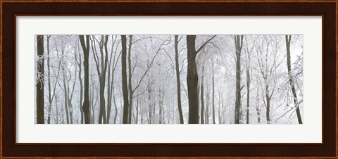 Framed Snow covered trees in a forest, Wotton, Gloucester, Gloucestershire, England Print