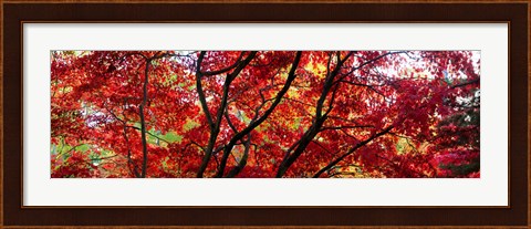 Framed Autumn Leaves, Gloucestershire, England Print