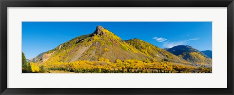 Framed Aspen trees on mountain, Anvil Mountain, Million Dollar Highway, Silverton, Colorado, USA Print