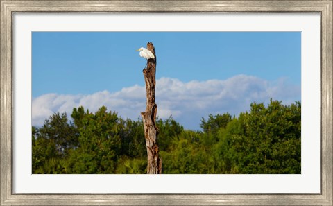 Framed White crane on a dead tree, Boynton Beach, Florida, USA Print