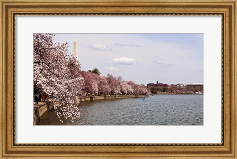 Framed Cherry Blossom trees in the Tidal Basin with the Washington Monument in the background, Washington DC, USA Print