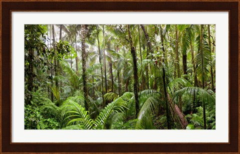 Framed Trees in tropical rainforest, Eungella National Park, Mackay, Queensland, Australia Print