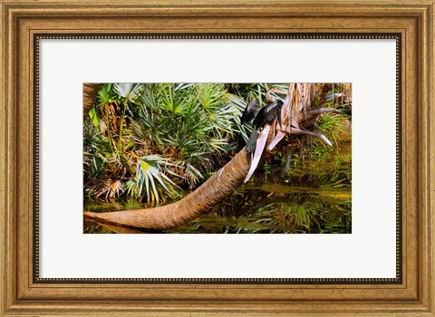 Framed Oriental darter (Anhinga melanogaster) on a tree, Boynton Beach, Palm Beach County, Florida, USA Print