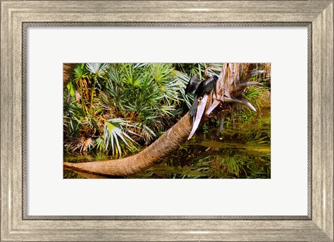 Framed Oriental darter (Anhinga melanogaster) on a tree, Boynton Beach, Palm Beach County, Florida, USA Print
