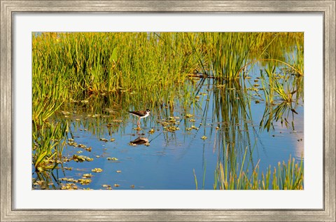 Framed Reflection of a bird on water, Boynton Beach, Florida, USA Print