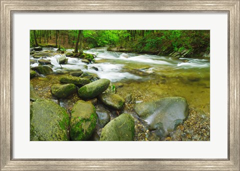 Framed Stream following through a forest, Little River, Great Smoky Mountains National Park, Tennessee, USA Print