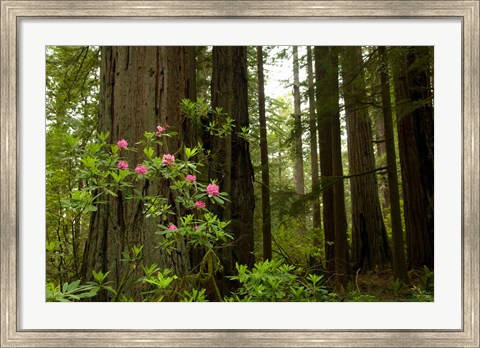 Framed Redwood trees and rhododendron flowers in a forest, Del Norte Coast Redwoods State Park, Del Norte County, California, USA Print