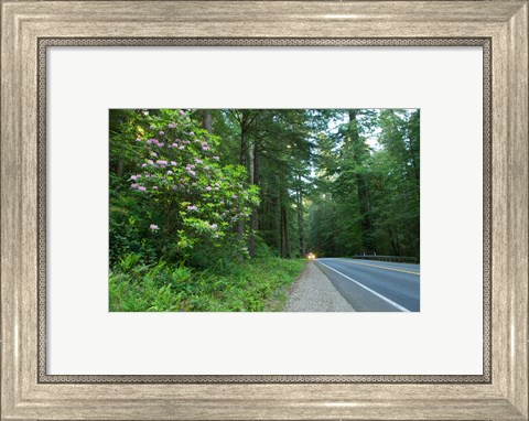 Framed Redwood trees and Rhododendron flowers in a forest, U.S. Route 199, Del Norte County, California, USA Print