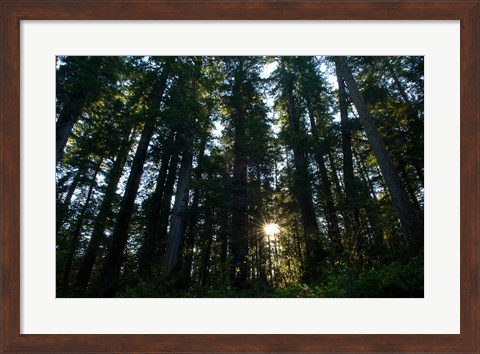 Framed Redwood trees in a forest, Del Norte Coast Redwoods State Park, Del Norte County, California, USA Print