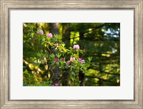 Framed Rhododendron flowers in a forest, Del Norte Coast Redwoods State Park, Del Norte County, California, USA Print