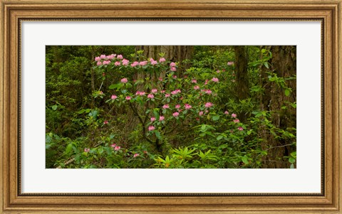Framed Del Norte Coast Redwoods State Park, Del Norte County, California Print