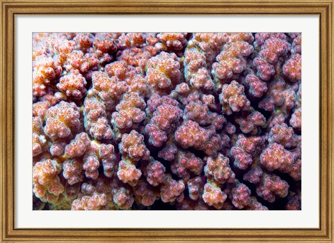 Framed Underwater plant life, coral, Indian Ocean, Kenya Print
