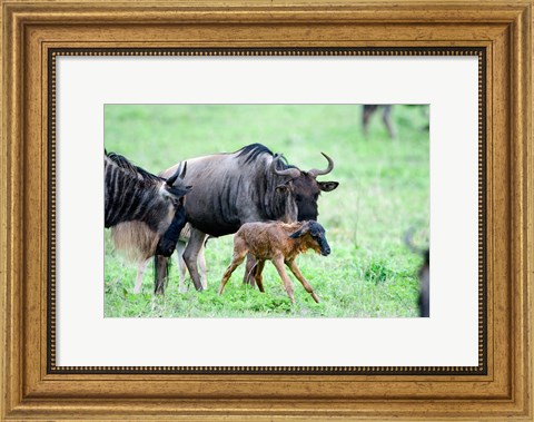 Framed Newborn Wildebeest Calf with its Parents, Ndutu, Ngorongoro, Tanzania Print
