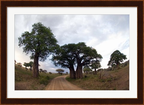 Framed Baobab Trees (Adansonia digitata) in a forest, Tarangire National Park, Tanzania Print