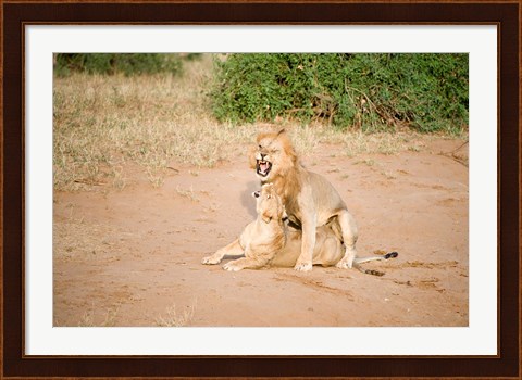 Framed Lion pair (Panthera leo) mating in a field, Samburu National Park, Rift Valley Province, Kenya Print